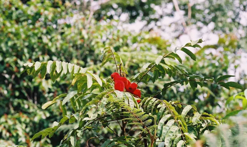 Burututu ayuda a limpiar el hígado