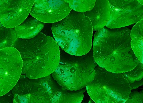 Mejora tu circulación con la centella asiática