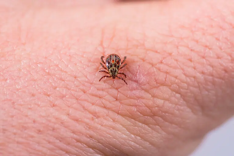 Cómo evitar problemas con los ácaros
