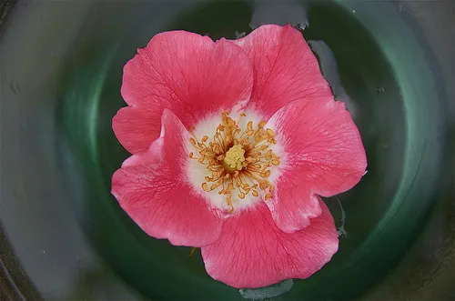 agua rosa petalouda62