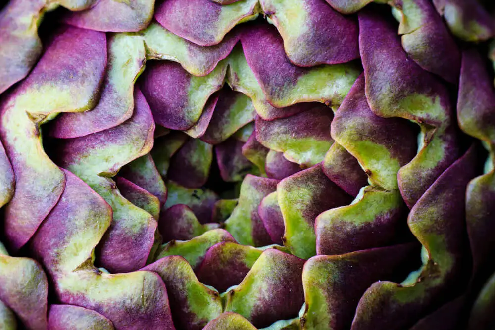 Alcachofa verde con morado.