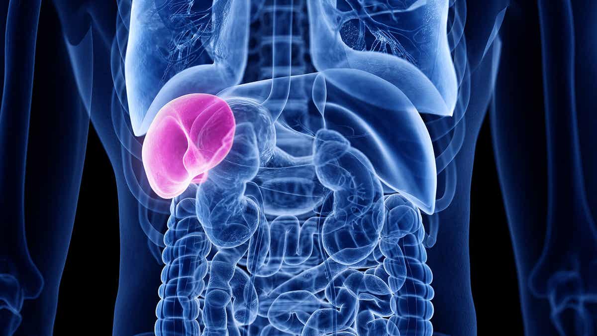 ¿Para qué sirve el bazo? ¿Cómo cuidar de él? Mejor con Salud ¿Para qué sirve el bazo? ¿Cómo cuidar de él? Mejor con Salud