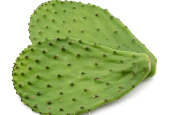 Cáctus nopal