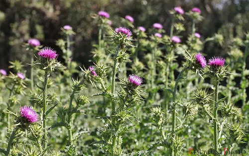 cardo mariano PescalunePhoto