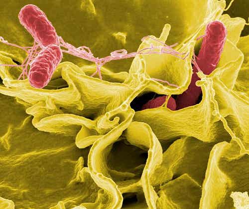 Salmonella i np. coli