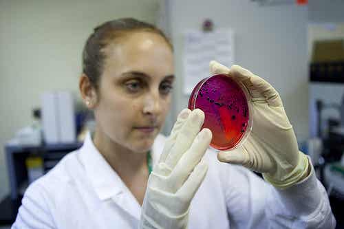 Klinisk laboratorieforsker Kristina Borden undersøker salmonella i en petriskål inne på Rhode Island Dept. of Health-laboratoriet 2. juni 2011. Foto av Kyle Bruggeman.