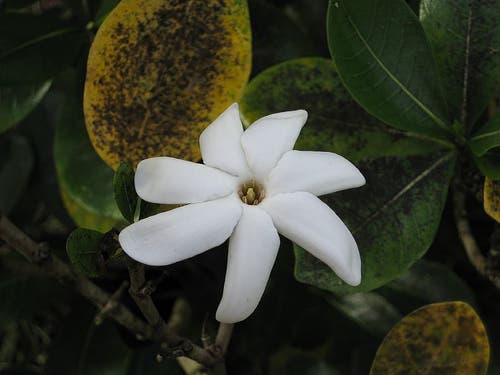Flores