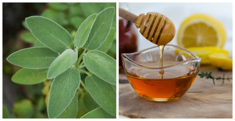 Jarabe de salvia para un vientre plano