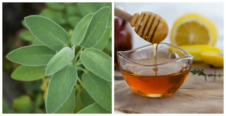 Jarabe de salvia para un vientre plano