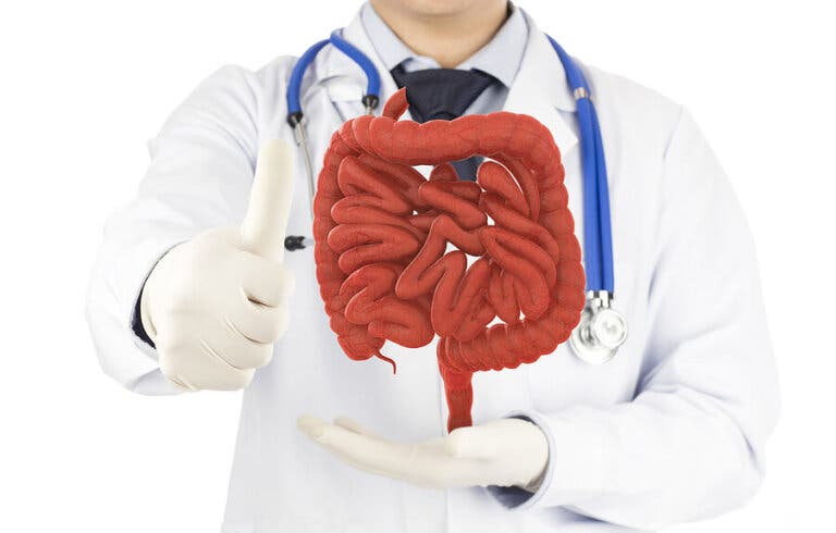 Intestino delgado: importancia y cómo cuidarlo