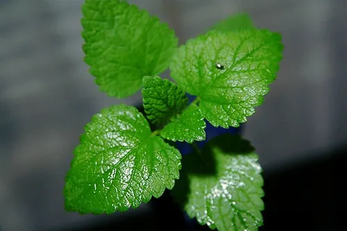 menta b2