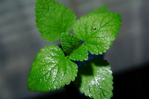 El aceite de menta nos ayuda a tratar las heridas en la boca.