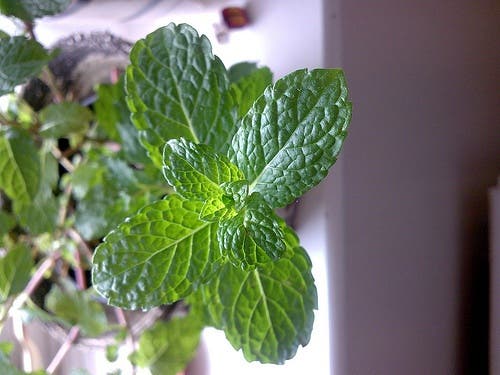 menta4