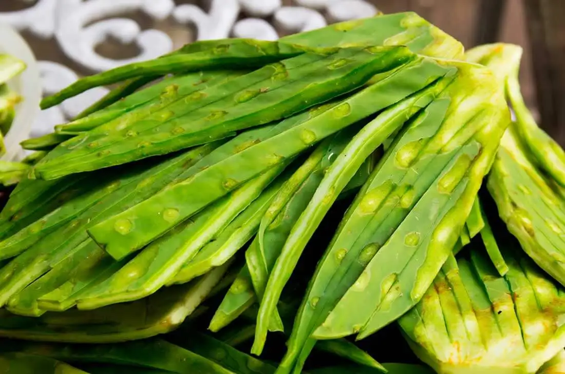 Nopal cactus