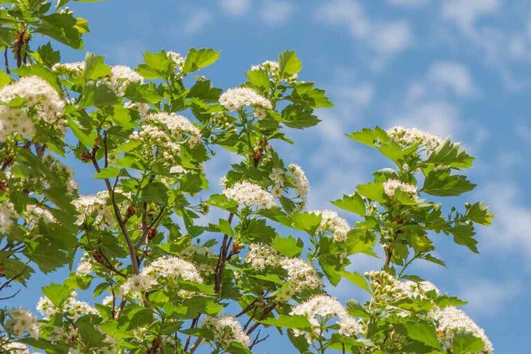 Plantas medicinales para la hipertensión