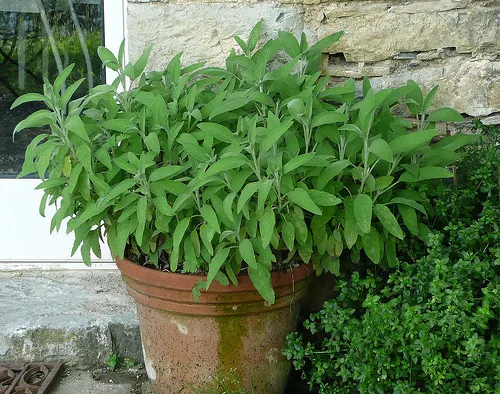 salvia5