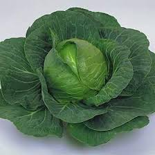 repollo
