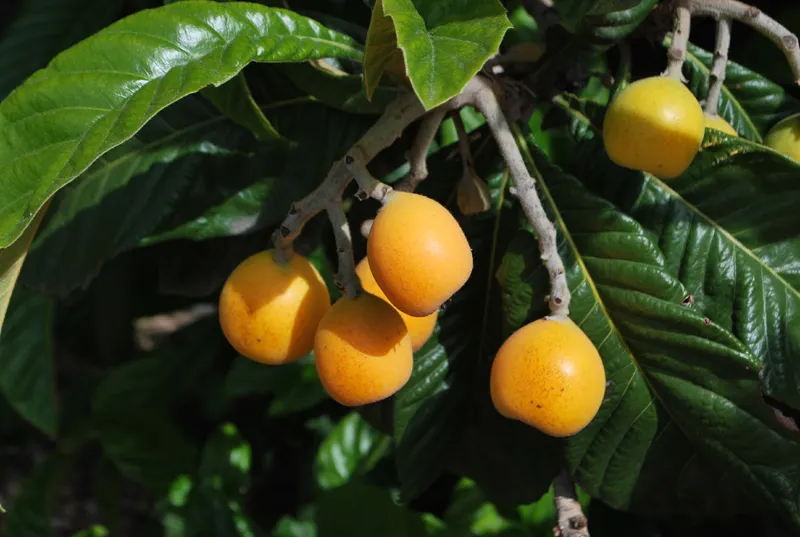 Pomarańczowe owoce na drzewie
