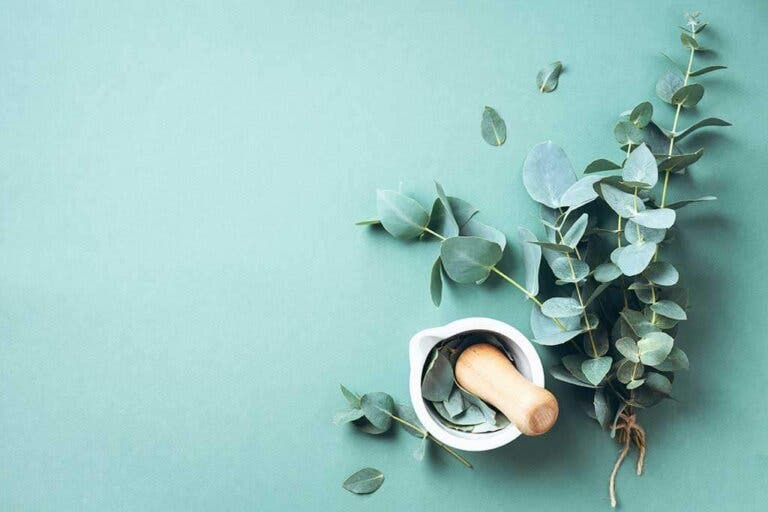 Grandes bondades del eucalipto para nuestra salud