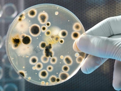 Nuestro cuerpo contiene más bacterias que células humanas.
