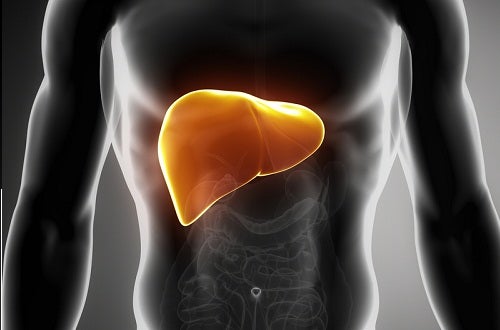 La enfermedad del hígado graso: qué es y cómo se puede tratar