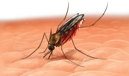 usos de la cebolla: contra las picaduras de insecto
