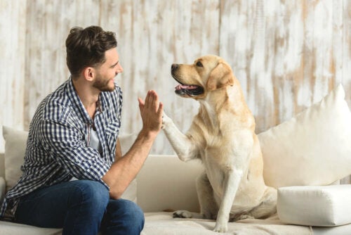 ¿Cómo benefician las mascotas nuestra salud?