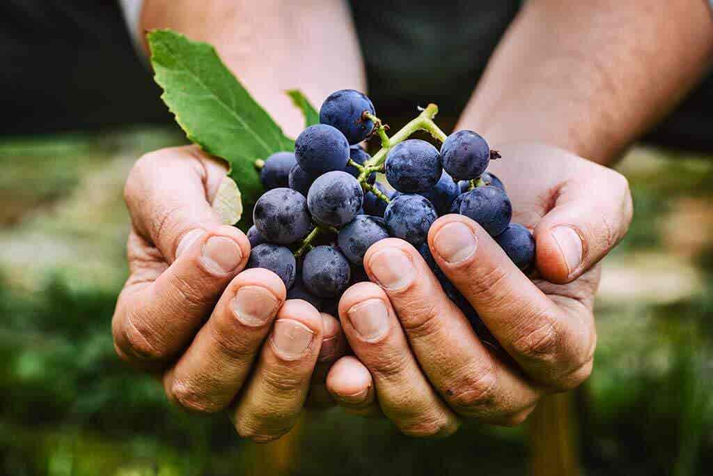 Les raisins ont des antioxydants comme la farine d'arachide.