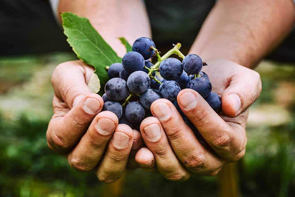 Grapes have antioxidants like peanut flour