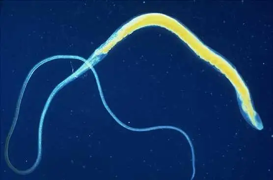 Parassiti intestinali.