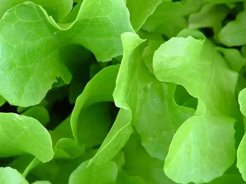 lechuga Trinity