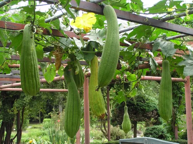 luffa