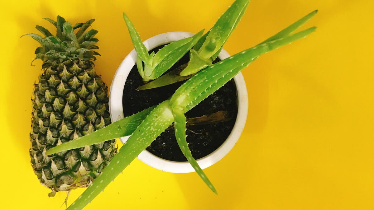 Piña y aloe vera en la dieta.