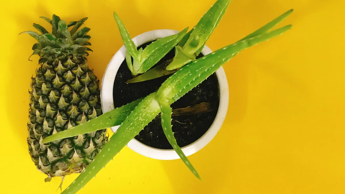 Piña y aloe vera en la dieta.