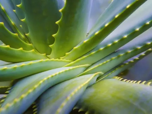 Aloe vera.