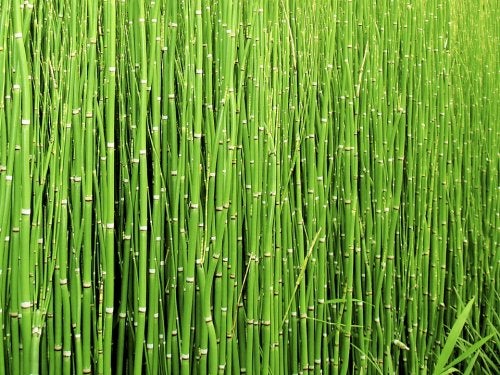 Some horsetail.