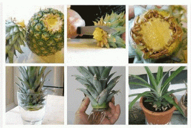 Cómo hacer crecer una piña en casa