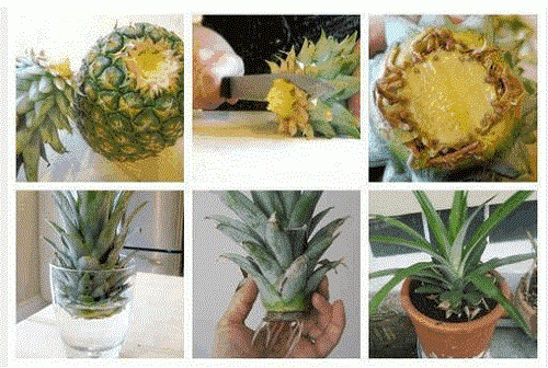 Cómo hacer crecer una piña en casa