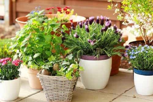 Cuidado de las plantas en el hogar
