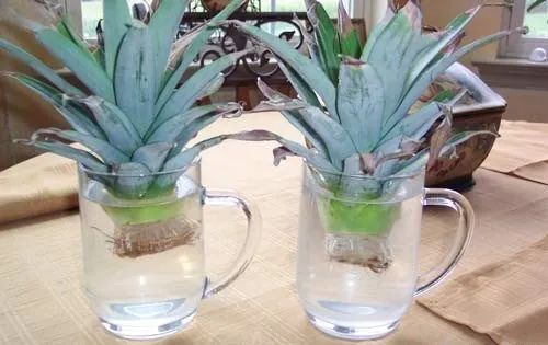 anana-en-agua1
