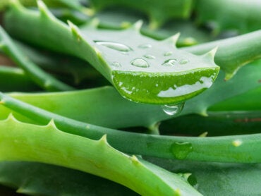 8 beneficios de la sábila para tu salud