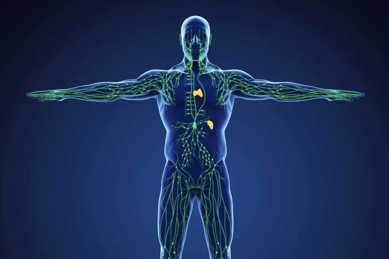 Cómo cuidar el sistema linfático