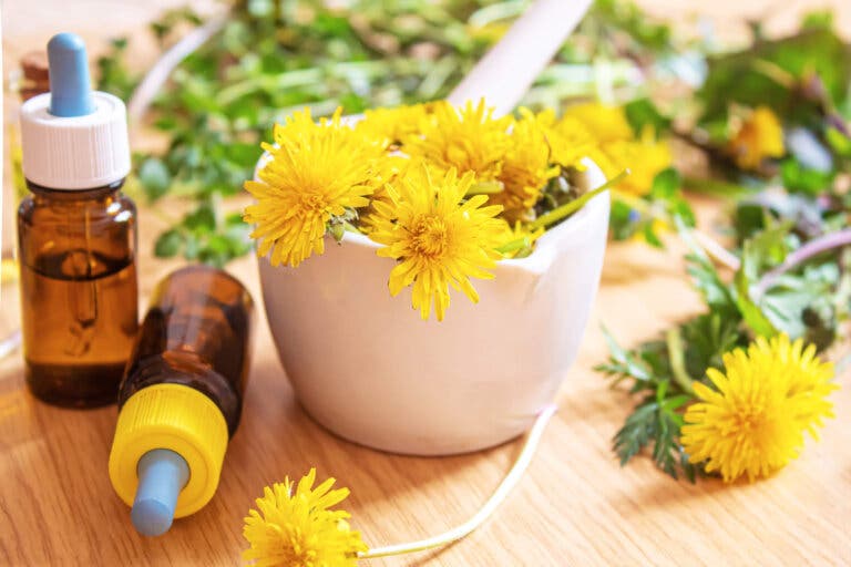 Cinco plantas medicinales que te ayudan a adelgazar