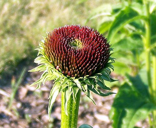 equinacea5