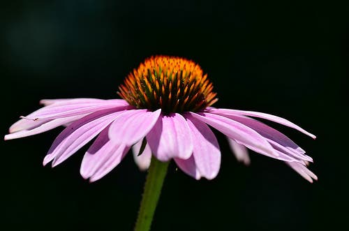 equinacea6