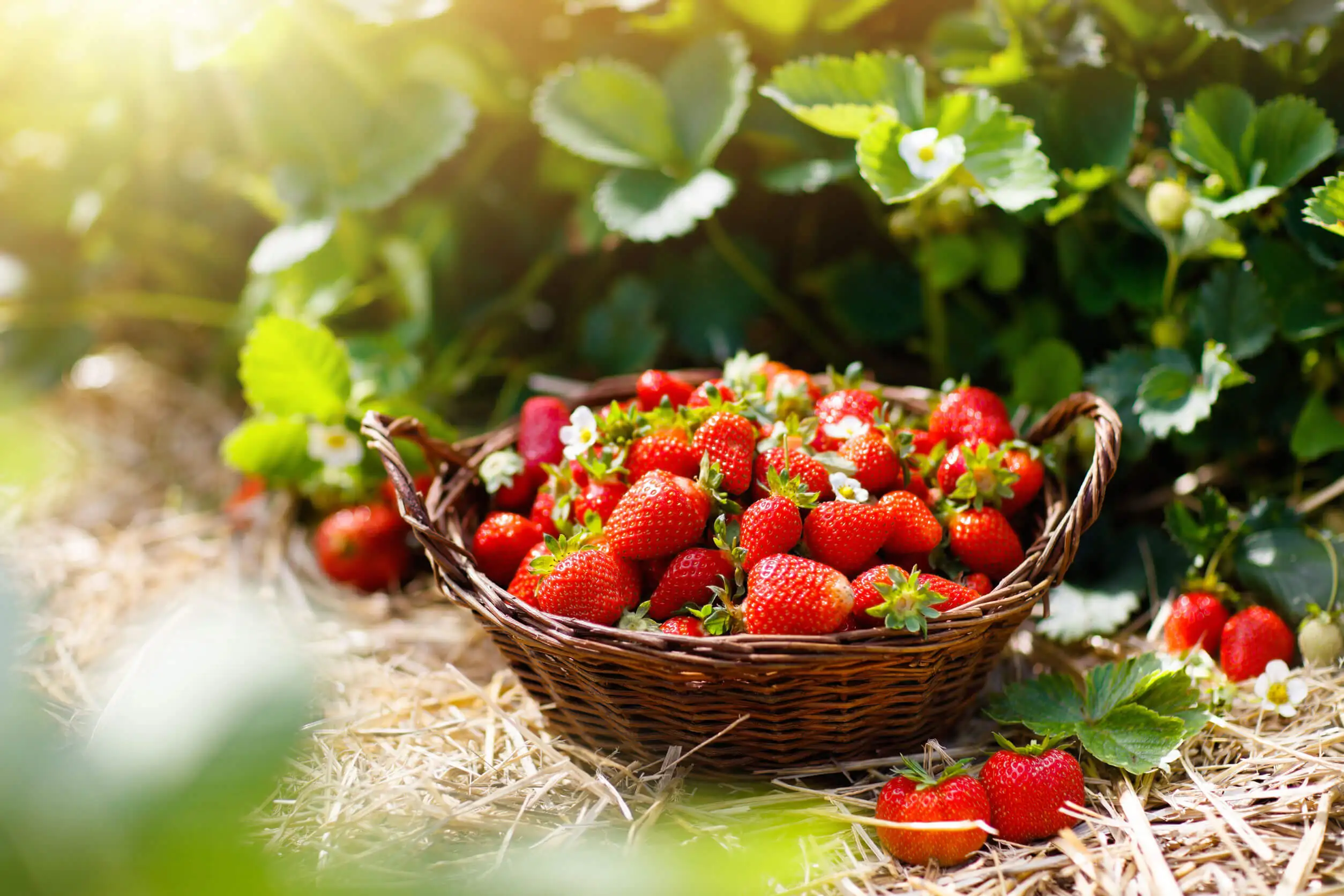 Fresas rojas.