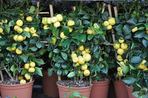 lima persia douneika o limón dulce