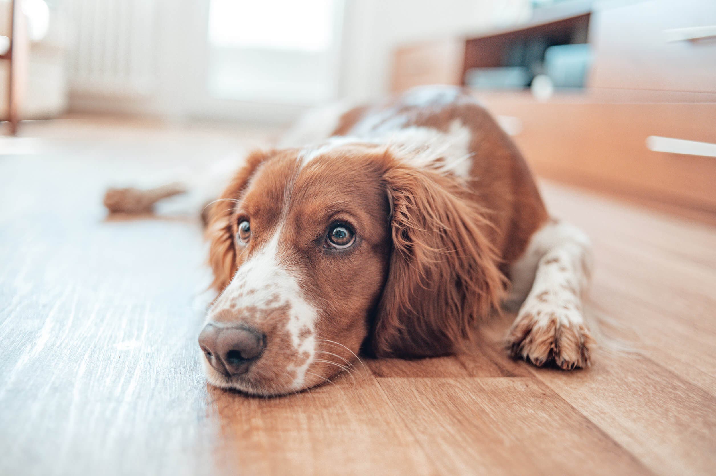 15 cosas que los perros nos pueden enseñar acerca de la vida