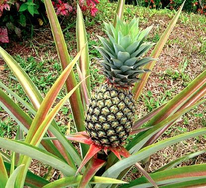 piña
