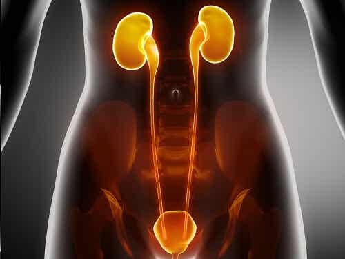 riñones e infecciones de las vías urinarias